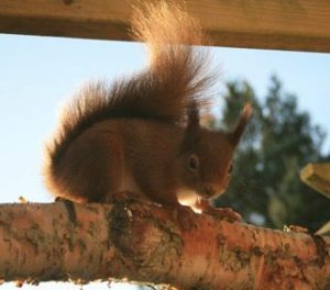 See native red squirrels in their natural habitat