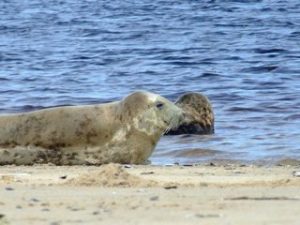 Seals abound on the many of the beaches around Moray